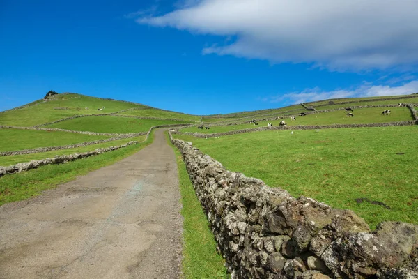 Champs agricoles de l'île de Terceira aux Açores avec route — Photo