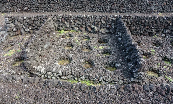 Vineyards in Terceira surrounded with rocks, Azores — Stock Photo, Image