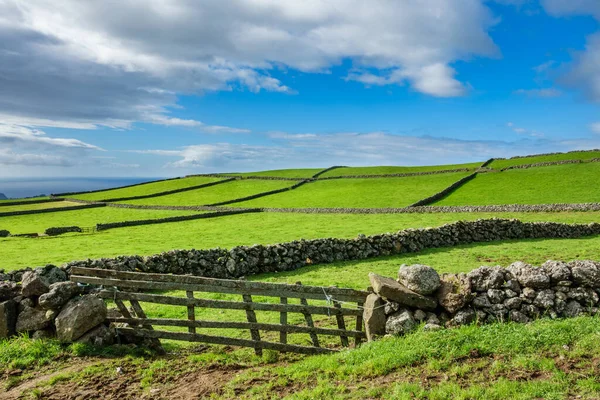 Azores 'teki Terceira adasındaki tarlalar. — Stok fotoğraf