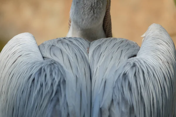 Detailed view of pelican plumage, rear view — Stock Photo, Image