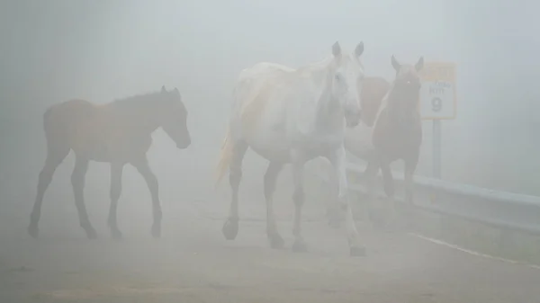 Туманная дорога с лошадьми, опасная — стоковое фото