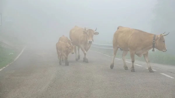 Mistige weg met koeien, gevaarlijk — Stockfoto