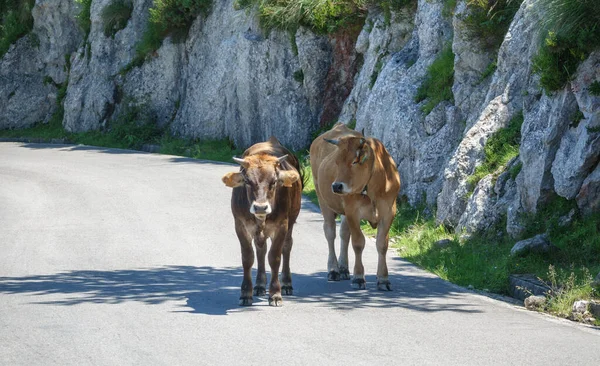 Krowy na środku drogi górskiej — Zdjęcie stockowe