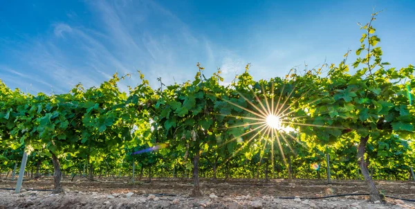 Viñedo al atardecer con sol en forma de estrella — Foto de Stock