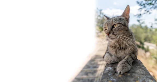 Cat over the fence looking to the left — Stock Photo, Image