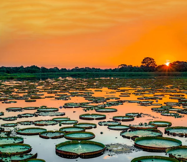 Ηλιοβασίλεμα σε pantanal υγρότοπους με λίμνη και victoria regia Royalty Free Εικόνες Αρχείου