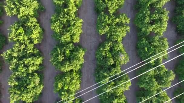 Вид с воздуха на оранжевые поля и электрические линии — стоковое видео