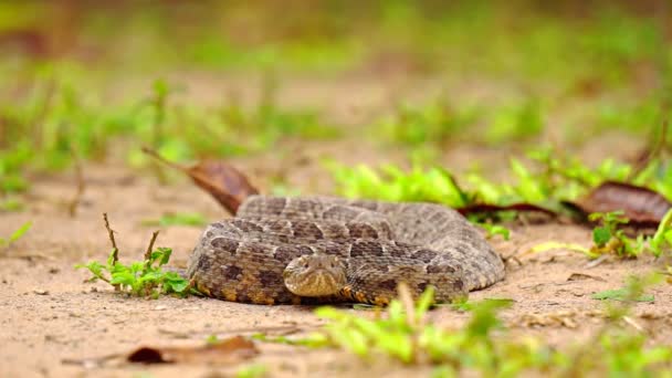 Brazilian Jararaca cobra altamente perigosa com carrapatos — Vídeo de Stock