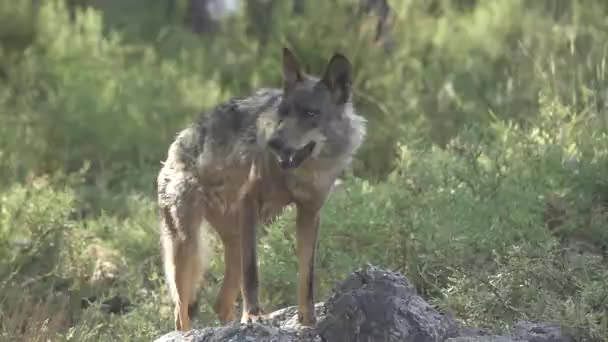 Movimento lento de lobo inteiro comendo sobre pedras — Vídeo de Stock