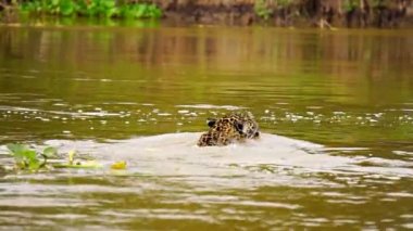 Jaguar yüzüyor ve Pantanal sulak alanlarında kameraya bakıyor