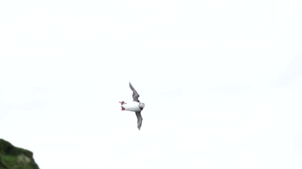 Puffin flying looking for the nest in super slow motion — Stock Video