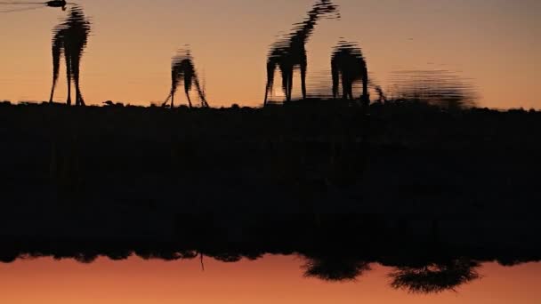 Жирафи п'ють воду в водяній дірі — стокове відео