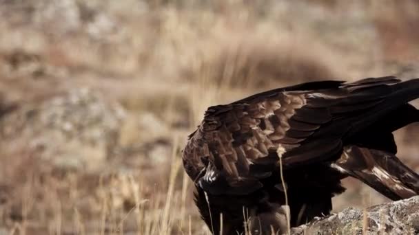 Aquila chrysaetos erkek kuş yerde besleniyor. — Stok video