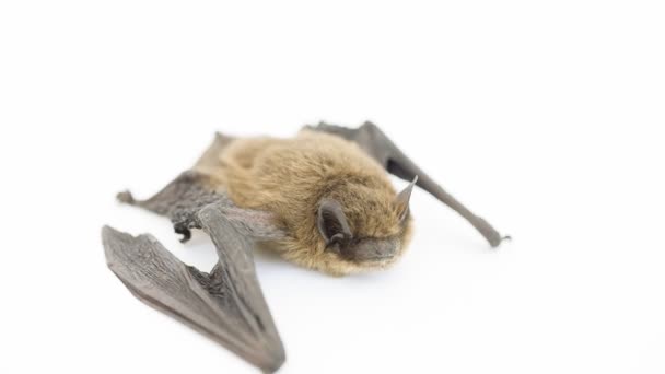 Pipistrello sul bianco — Video Stock