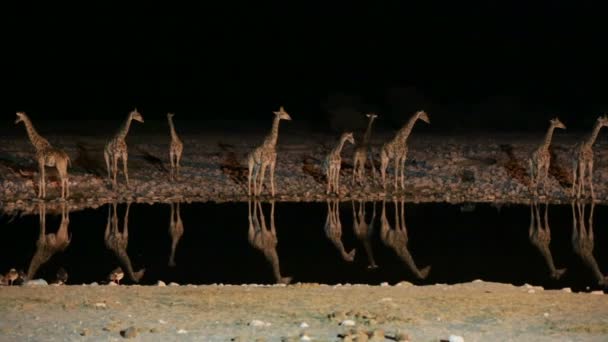 Жирафи і гієна в водяній дірі — стокове відео