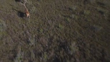 Pürüzsüz bir havada koşan erkek geyiklere yakın uçmak