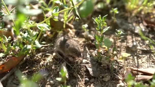 Mus spretus bébé souris sentant autour — Video