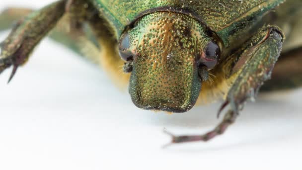 Extrême gros plan du coléoptère — Video