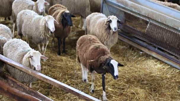 Troupeau de moutons