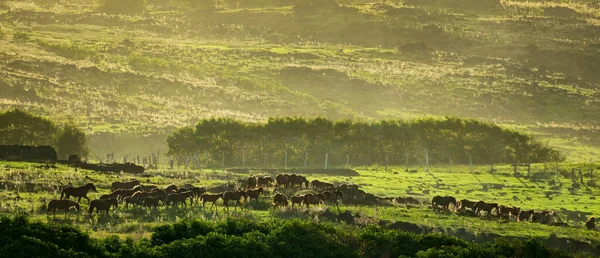 Cavalli selvatici che corrono lungo la collina al crepuscolo — Foto Stock