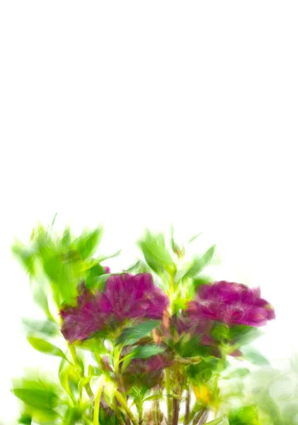Размытые цветы, расцветающие с текстовым пространством сверху — стоковое фото