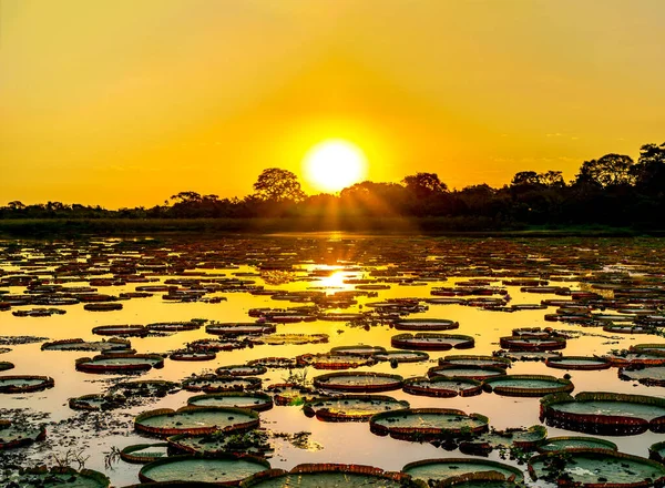 Puesta de sol en humedales pantanales con estanque y planta victoria regia — Foto de Stock