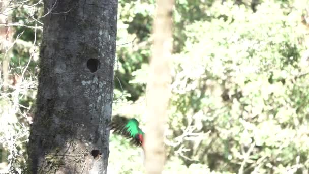 Awe qetzal oiseau atteignant le nid en ralenti — Video