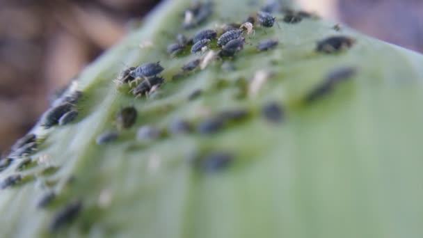 Aphid vista da vicino — Video Stock