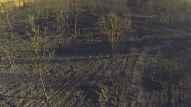 Feu dans la forêt — Video