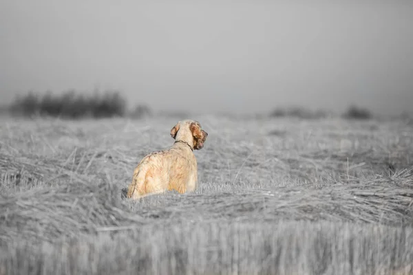 Vista trasera del english setter en el campo de trigo blanco y negro —  Fotos de Stock