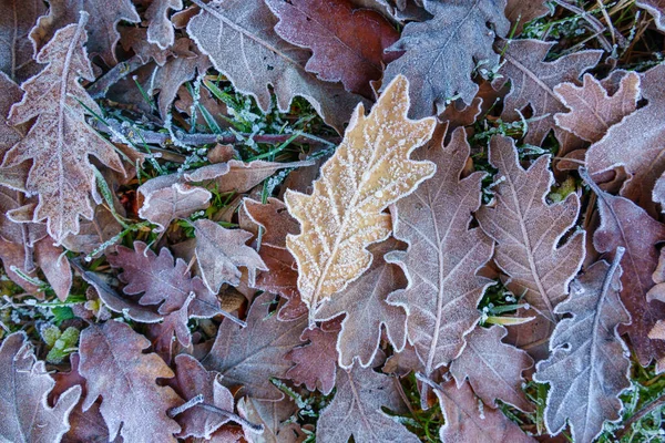 Feuilles de chêne congelées — Photo