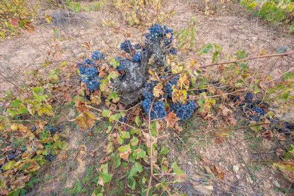 Top view of Neglected Vineyard with black grapes bunch — Stock Photo, Image