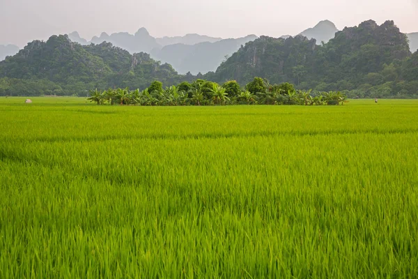 Plantação de arroz com colinas íngremes no fundo — Fotografia de Stock