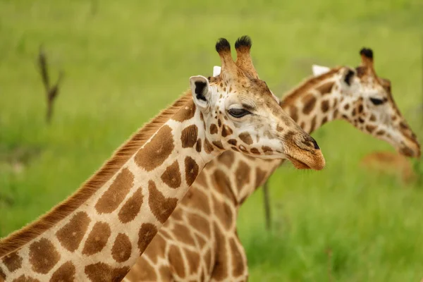 Close-up van twee giraffen in Murchison Park, Oeganda — Stockfoto