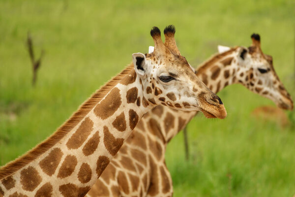 Long shot of giraffes in Murchison Park, Uganda