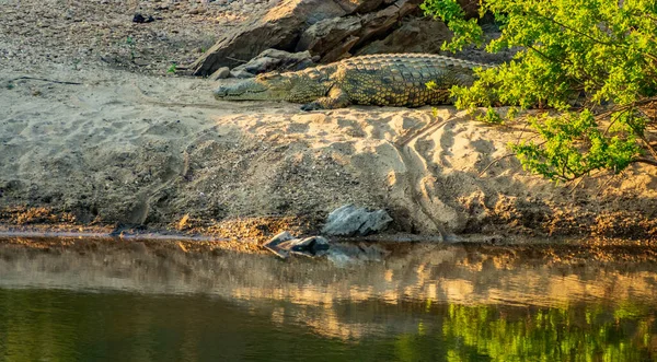 Cocodrilo sobre la arena cerca del río —  Fotos de Stock