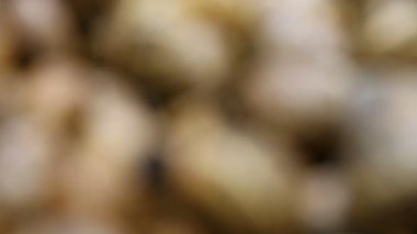 Satılık salyangozlar.