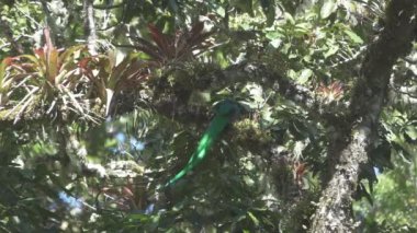 Quetzal dal üzerinde süper yavaş çekimde uçmaya başlar