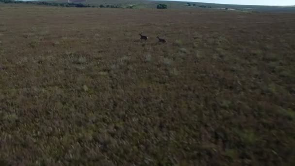 Male deers running in the smoothness, aerial view — Stock Video