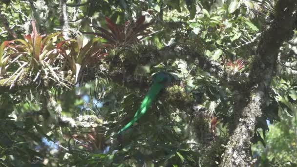 Quetzal över gren börjar flyga i super slow motion — Stockvideo