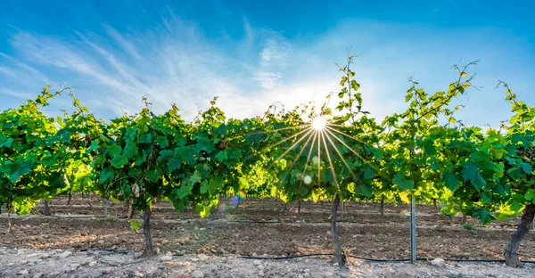 Vineyard at sunset with star shaped sun and blue sky — Stock Photo, Image