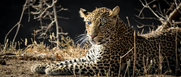 Leopard στο έδαφος με τραυματισμένο μάτι κοιτάζοντας την κάμερα — Φωτογραφία Αρχείου
