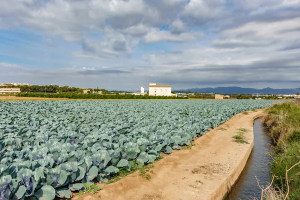 Plantação de repolho e canal de irrigação — Fotografia de Stock