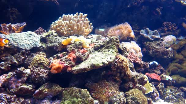 Aquariumzicht met veel vissen — Stockvideo