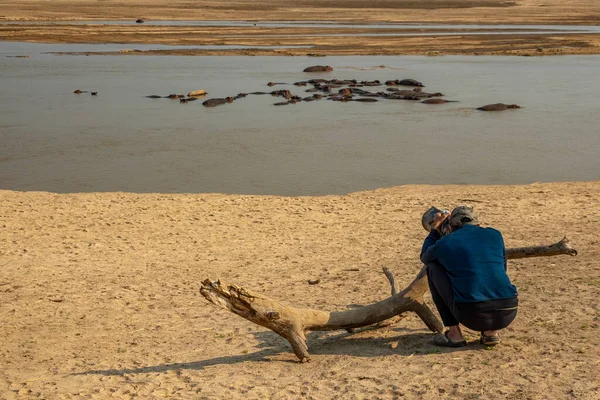 Fotografo scatta foto di gruppo ippopotamo nel fiume — Foto Stock