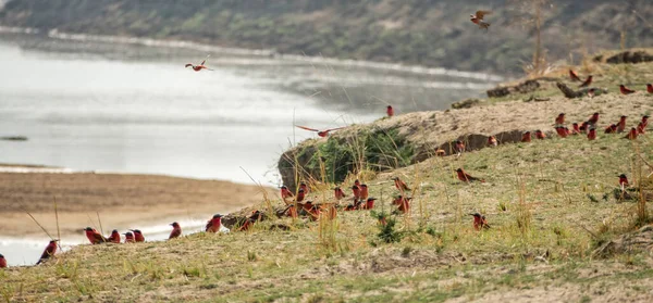 Südliche Karminbienenfresser große Gruppe in Flussnähe — Stockfoto