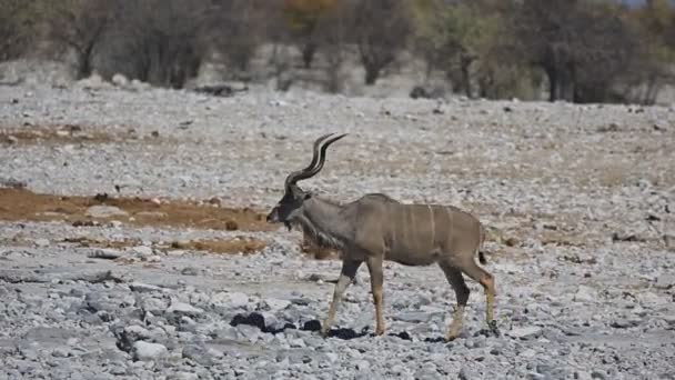 Antílope Kudu caminando — Vídeos de Stock