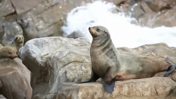 Sea Lions closeup — Stock Video