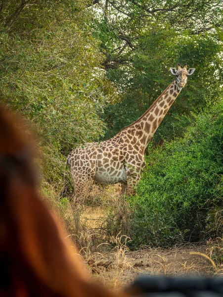 Tylny widok rudej kobiety patrząc na żyrafę nad samochodem podczas safari — Zdjęcie stockowe