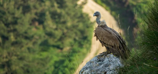 Avvoltoio sopra la roccia guardando la macchina fotografica — Foto Stock